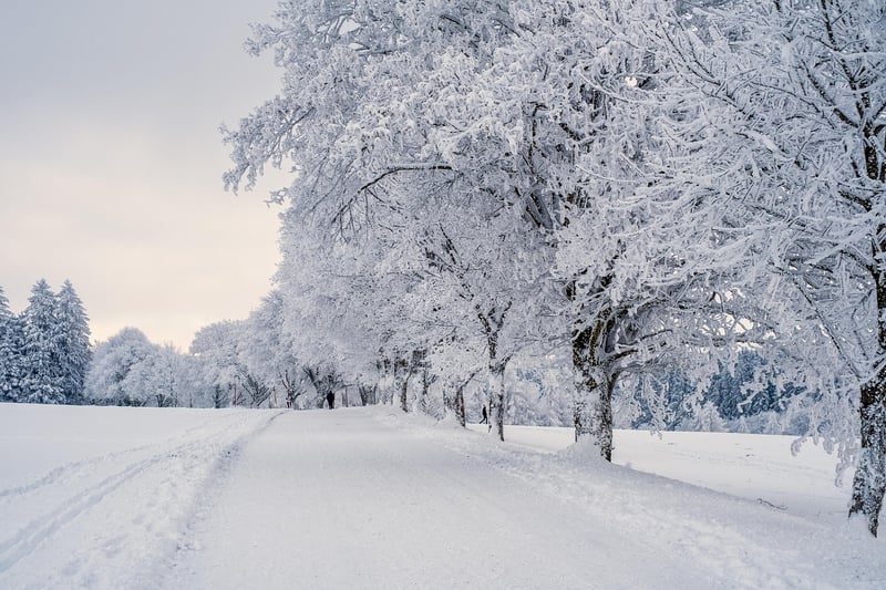 Winter Gardening